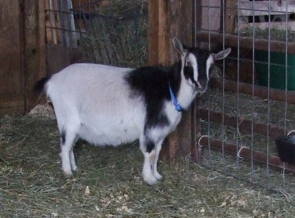 Sofie's at 147 days.... - Goats
