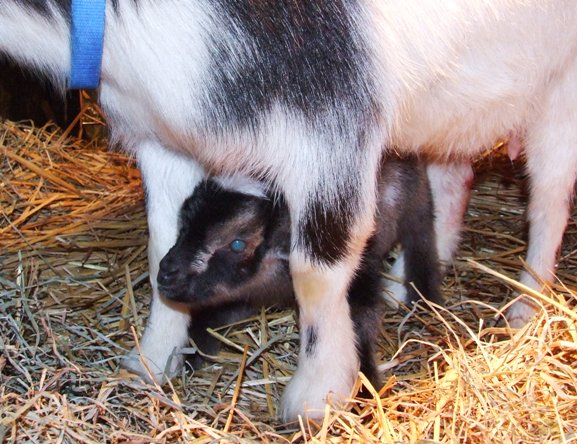 Daisy's kids pics and more - Goats
