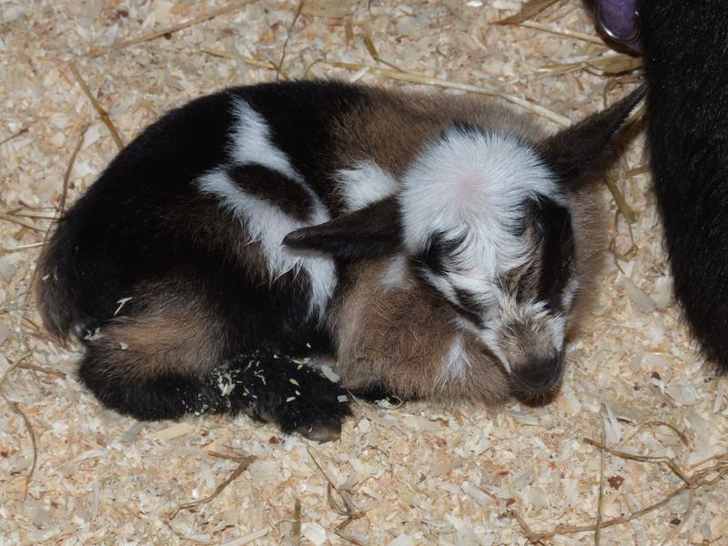 Cloven trail farm  luckycharm