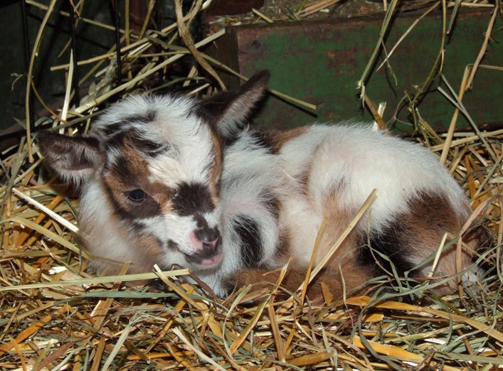 I'm sorry to do this again..... - Goats