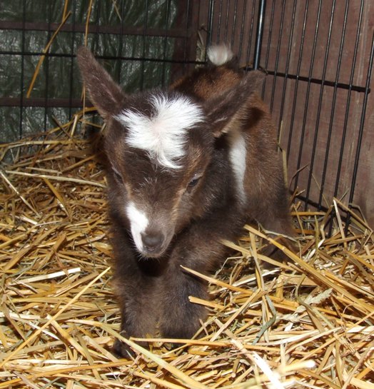 I'm sorry to do this again..... - Goats