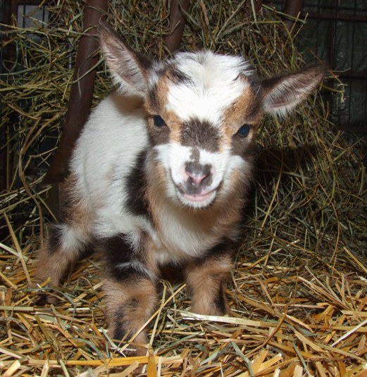 I'm sorry to do this again..... - Goats