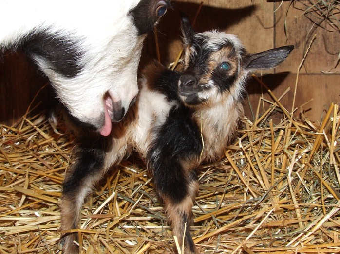 Panda kidded - pics - Goats