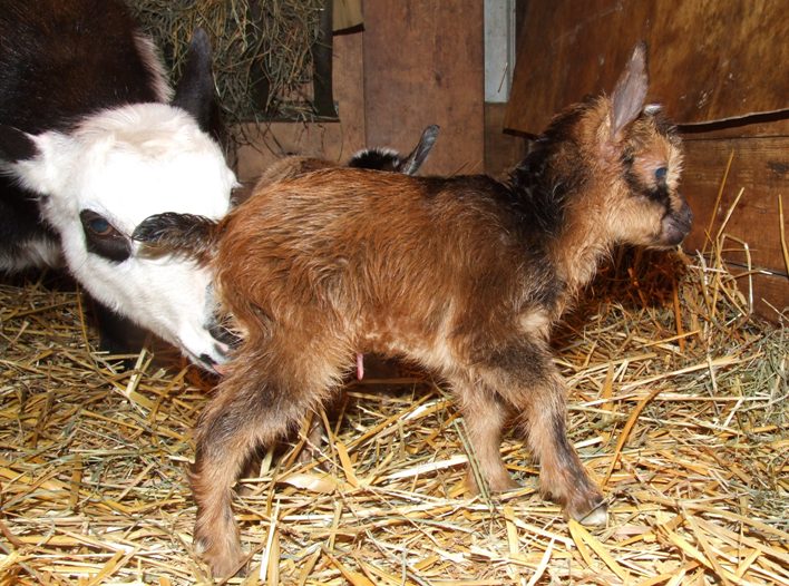 Panda kidded - pics - Goats