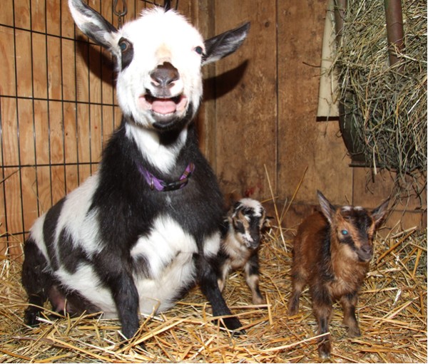 Panda kidded - pics - Goats