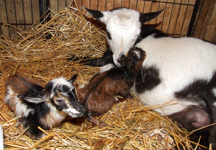 Panda kidded - pics - Goats