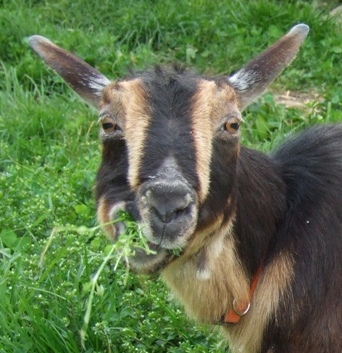 hi all what breed for me? - Goats