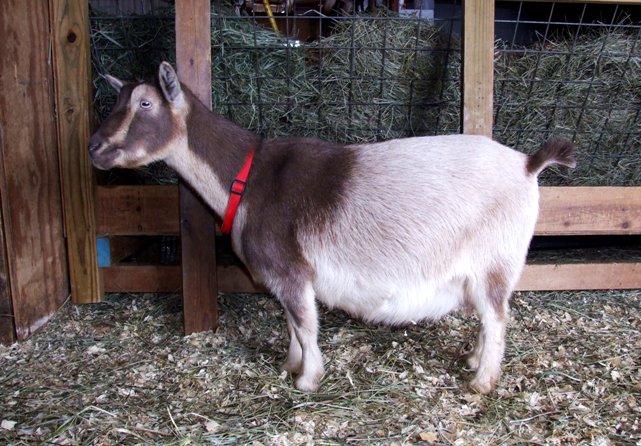 Sofie's at 147 days.... - Goats
