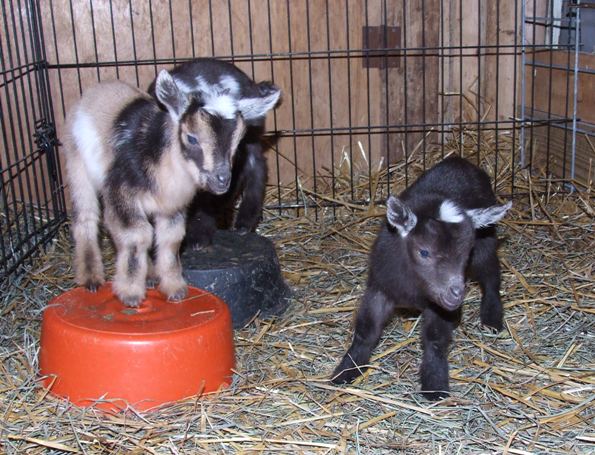 Daisy's kids pics and more - Goats