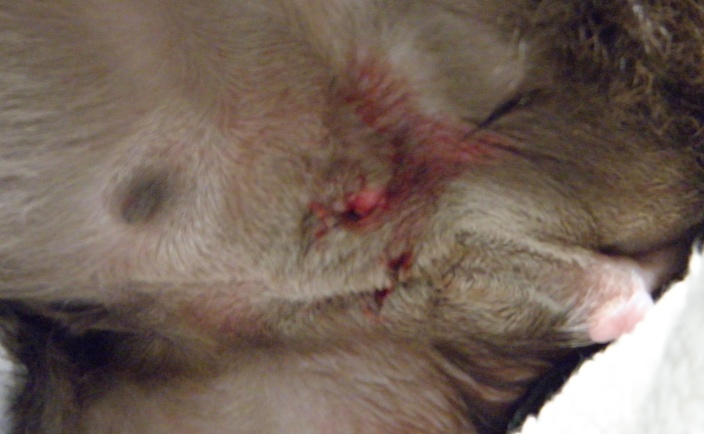 victory's hermie pics - Goats