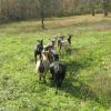The Dwarf girls going to the lower pasture