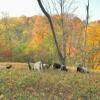 The girls in the upper pasture. The evening sun shining made the trees look like they were glowing.